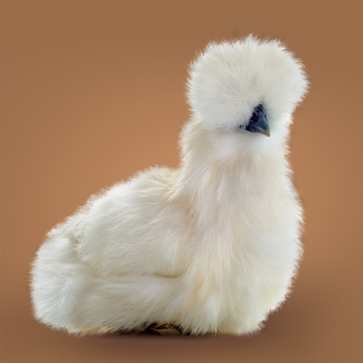 Ảnh: BrightSide Ảnh: BrightSide