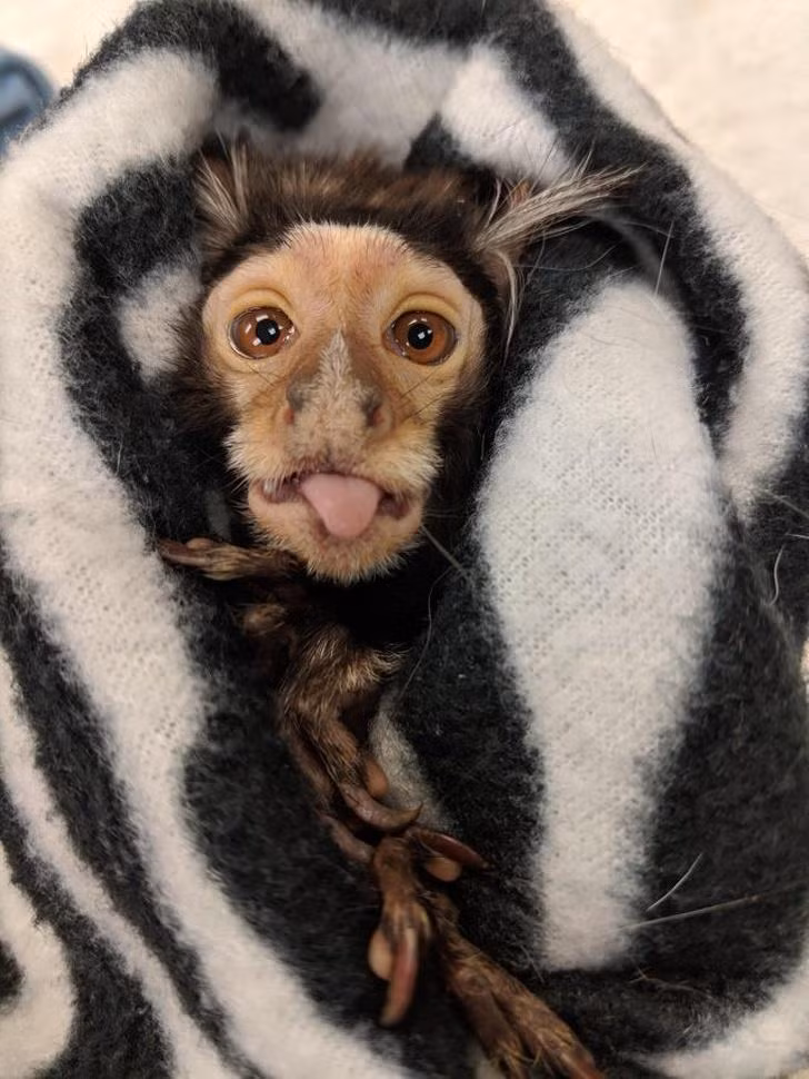 Ảnh: BrightSide Ảnh :BrightSide