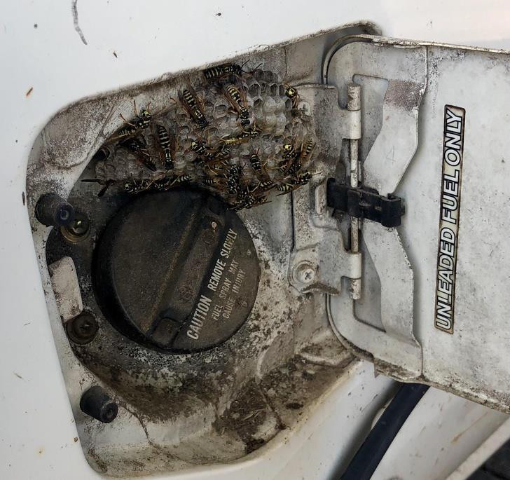 Ảnh: BrightSide Ảnh: BrightSide