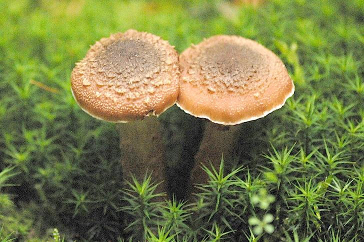 Ảnh: BrightSide Ảnh: BrightSide