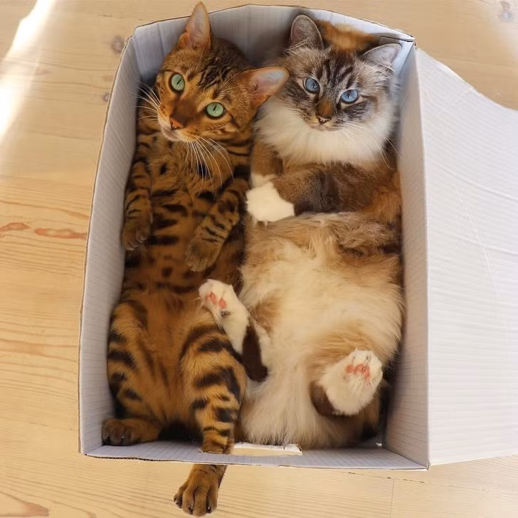 Ảnh: BrightSide