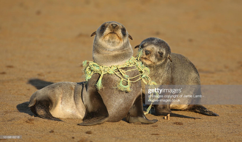 Ảnh: BrightSide Ảnh: BrightSide