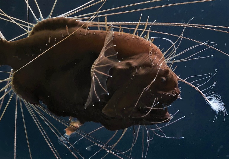 Ảnh: BrightSide Ảnh: BrightSide