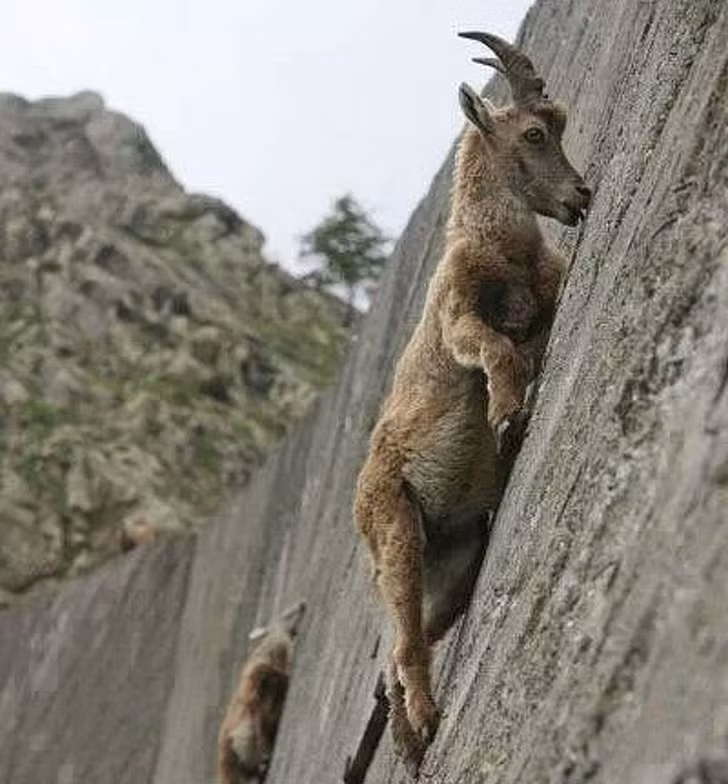 Ảnh: BrightSide Ảnh :BrightSide