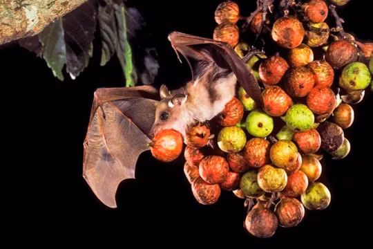 Cảnh báo khẩn về virus Nipah: Nữ bệnh nhân uống nhựa chà là tươi trước khi tử vong