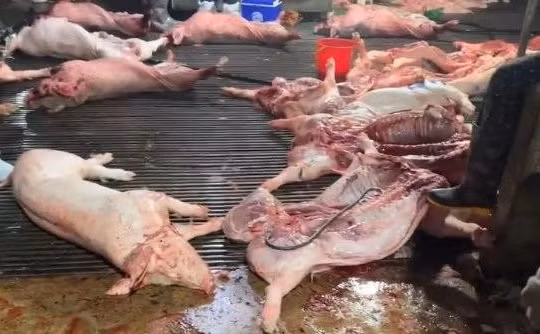 Đưa thịt lợn chết vào bữa ăn học sinh - tội ác không thể tha thứ