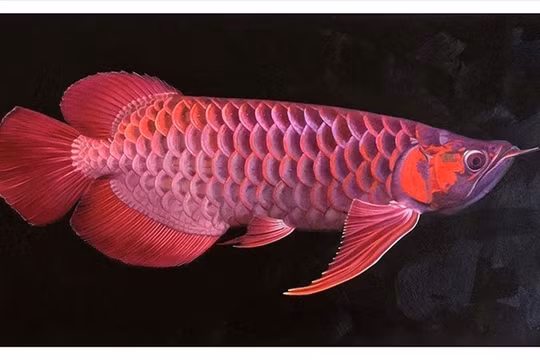 13 người nhập viện sau bữa ăn trứng cá rồng