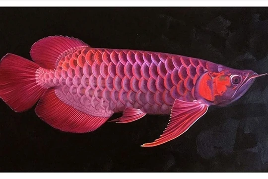 13 người nhập viện sau bữa ăn trứng cá rồng