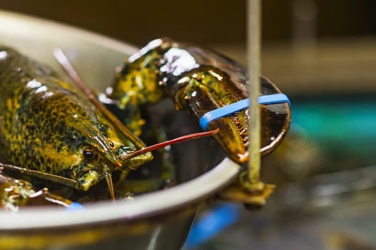 Chính phủ Anh có kế hoạch cấm luộc sống cua và tôm hùm. Ảnh: Getty.