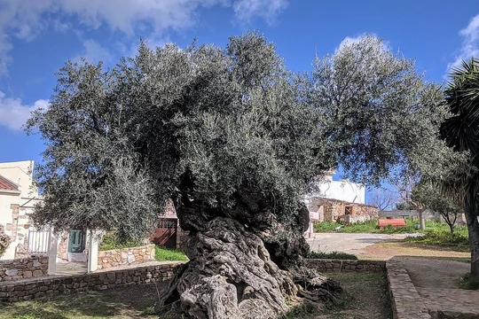 Cây ô liu Vouves trên đảo Crete, Hy Lạp. Ảnh: OC.