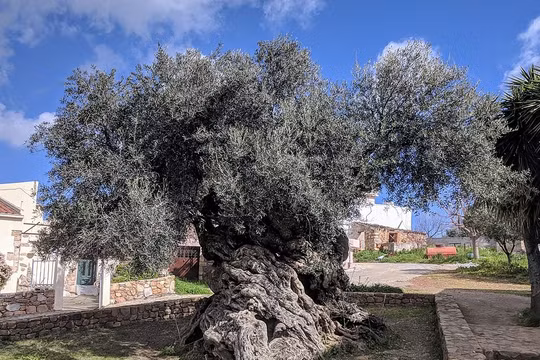 Cây ô liu Vouves trên đảo Crete, Hy Lạp. Ảnh: OC.