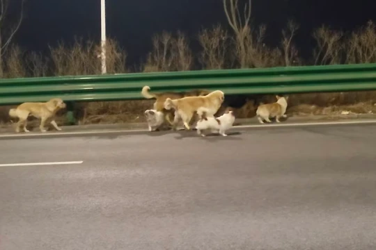 Một video từ Trung Quốc được cho là ghi lại cảnh một đàn chó đang vui vẻ du hành. Ảnh: Douyin.