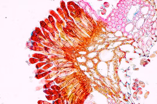 Ảnh minh họa: Getty.