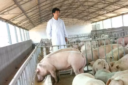 Vào năm 2023, một cặp vợ chồng người Trung Quốc, nổi tiếng với khối tài sản vượt quá 100 triệu nhân dân tệ, đã bị bắt giữ với cáo buộc gian lận nhưng được thả do thiếu bằng chứng. Ảnh: Weibo.