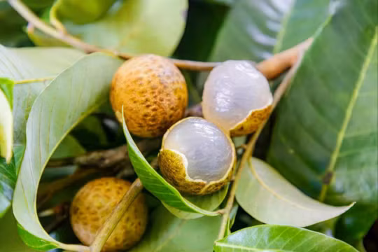 Các nhà khoa học Trung Quốc đã lai tạo cây vải với cây nhãn, tạo ra một loại quả lai có tên là Cuimi, lần đầu tiên phá vỡ rào cản sinh sản lâu đời giữa các chi thực vật. Ảnh: Báo Quảng Châu.