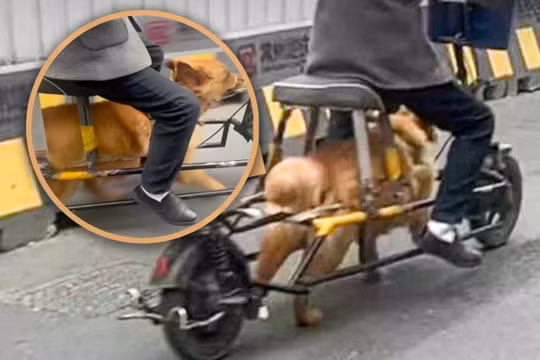 Một người đàn ông Trung Quốc đã độ lại chiếc xe đạp điện của mình bằng cách tháo pin và dùng chú chó của mình để chạy cho xe. Ảnh: SCMP.