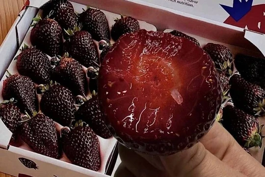 Dâu "Hắc trân châu" có màu đen đặc biệt và vị ngọt đặc biệt. Ảnh: OC.