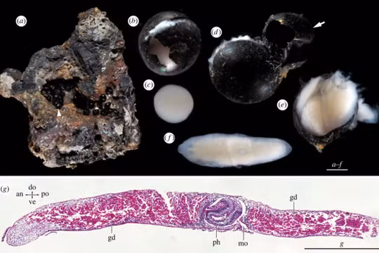 Những quả trứng đen được các nhà khoa học thu từ đáy biển sâu. Ảnh: PM.