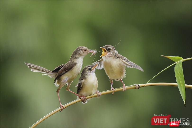 Chiền chiện bụng vàng chăm con – tên khoa học Yellow-bellied Prinia (Prinia flaviventris), một loài đặc hữu của rừng Sơn Trà