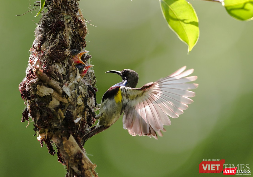 Hút mật họng tím - tên khoa học Olive Backed Sunbird, loài hút mật đặc hữu ở Sơn Trà