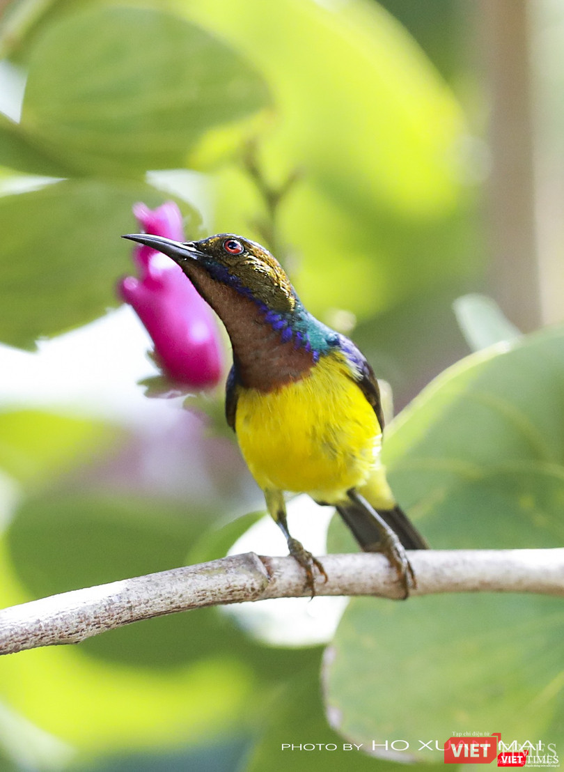 Hút mật họng nâu, con trống– tên khoa học Anthreptes malacensis, một trong những loài phân bố nhiều ở miền Nam cũng di cư về rừng Sơn Trà