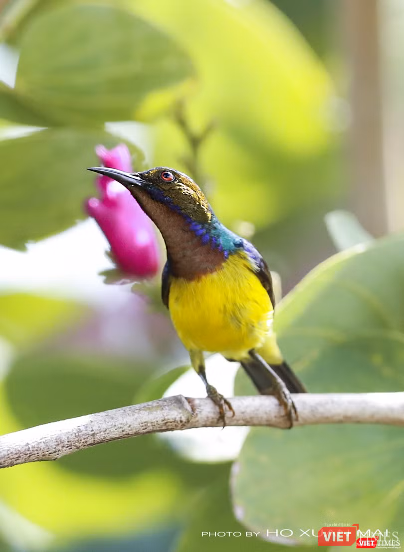 Hút mật họng nâu, con trống– tên khoa học Anthreptes malacensis, một trong những loài phân bố nhiều ở miền Nam cũng di cư về rừng Sơn Trà