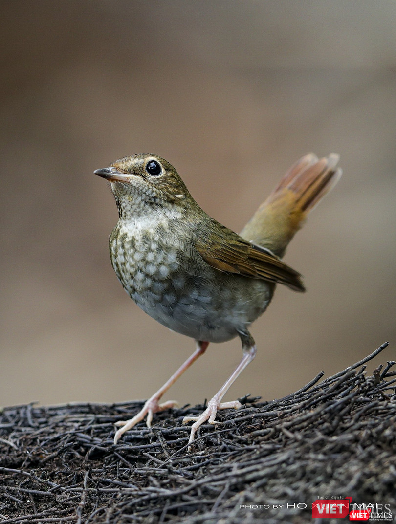Chim oanh cổ trắng - tên khoa học Rufous-tailed Robin