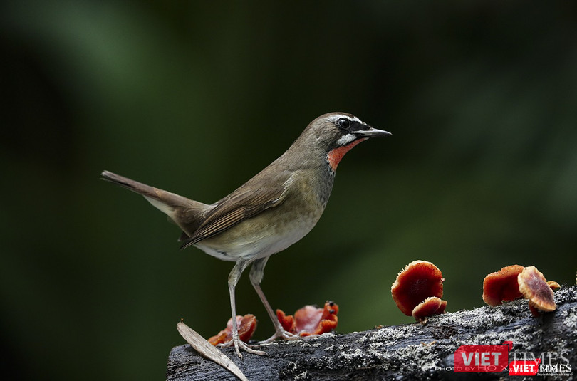 Oanh cổ đỏ - tên khoa học Siberian Rubythroat, di cừ từ vùng Siberi về Sơn Trà