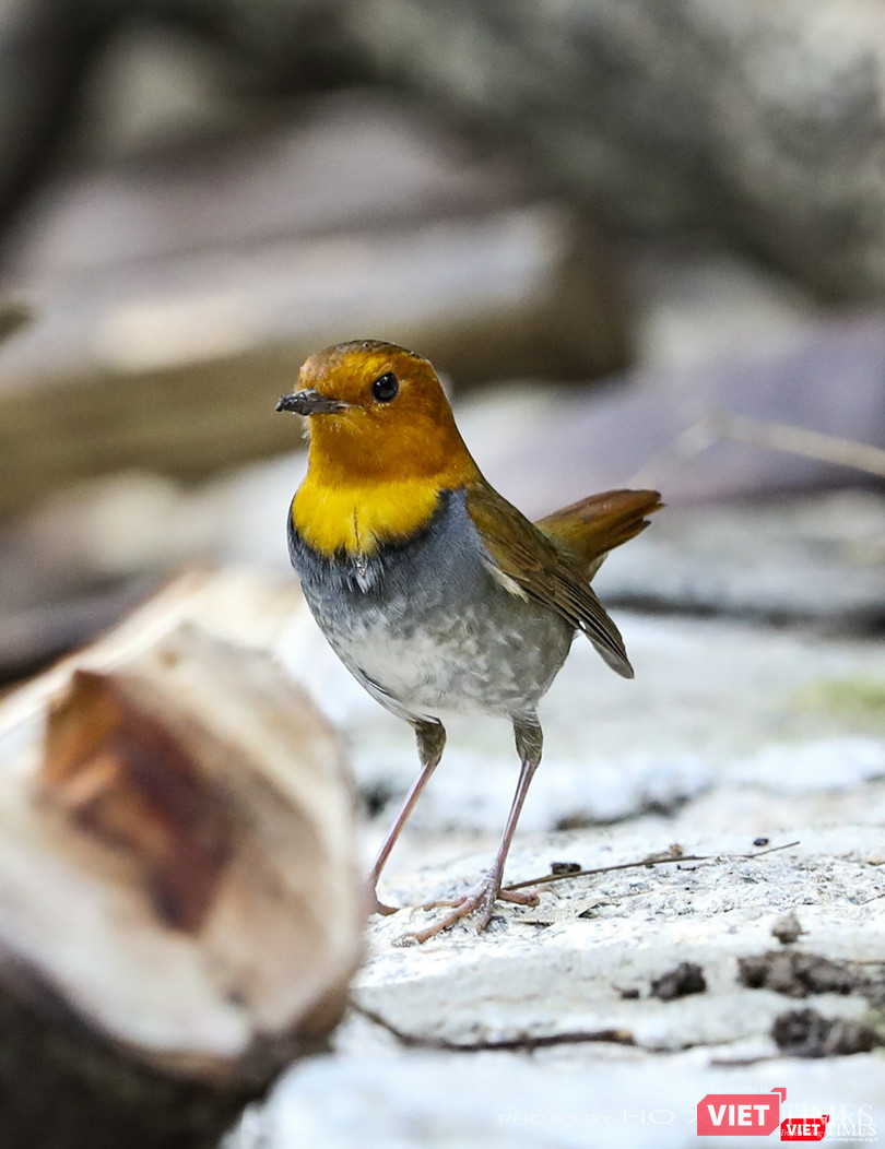Sự xuất hiện của cá thể oanh mặt đỏ Nhật Bản ở Sơn Trà trong mùa chim di cư năm 2019 được giới đam mê động vật hoang dã săn đuổi, ghi hình