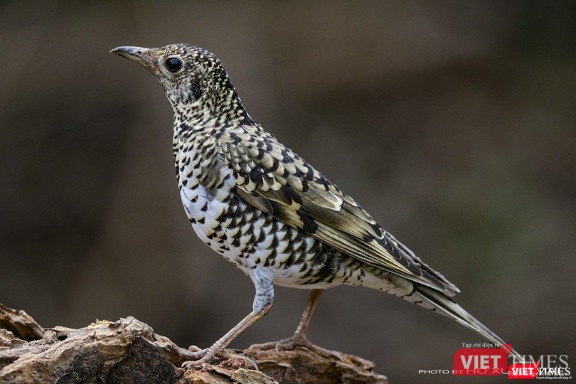 Hoét vằn còn có tên là sáo đất, một loài di cư mới xuất hiện tại Sơn Trà trong mùa chim di cư 2019