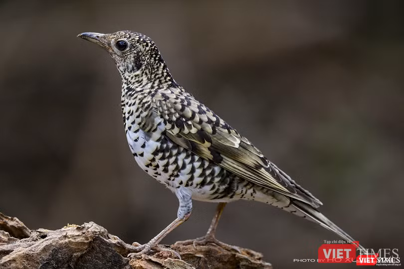 Hoét vằn còn có tên là sáo đất, một loài di cư mới xuất hiện tại Sơn Trà trong mùa chim di cư 2019