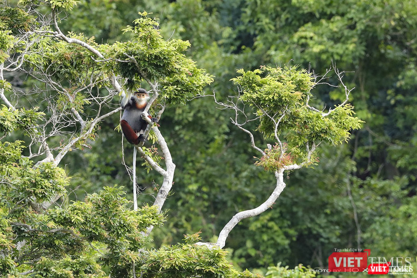 Voọc chà vá chân nâu, loài linh trưởng đặc hữu ở Sơn Trà