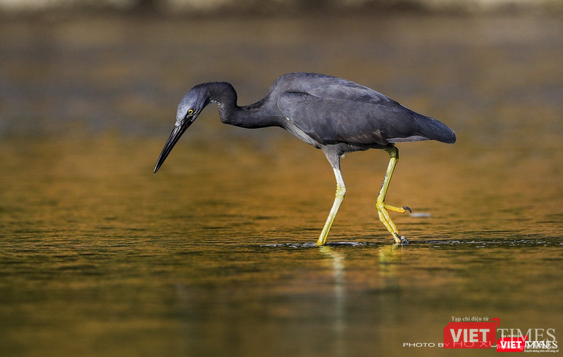 Cò đen - tên khoa học Pacific Reef-Heron, một loài di cư hiếm thấy đã xuất hiện ở ven biển bán đảo Sơn Trà trong mùa di cư năm 2019