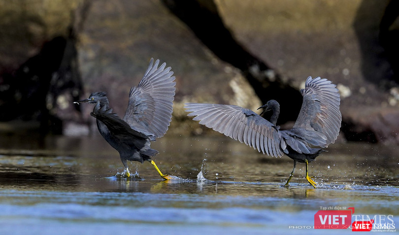 Một đôi cò đen đang săn mồi