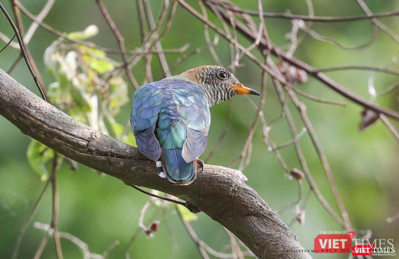 Chim tìm vịt xanh con mái- tên khoa học Emerald Cuckoo, fmale