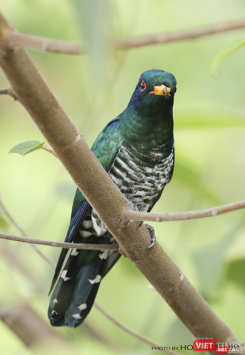 Chim tìm vịt xanh con trống- tên khoa học Emerald Cuckoo, male với bộ lông xanh đặc trưng