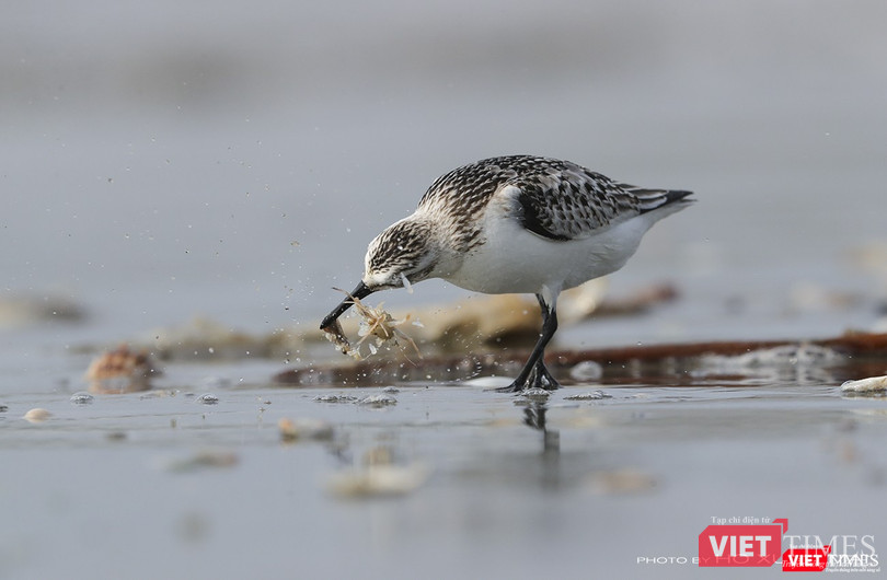 Một cá thể giẻ cổ xám kiếm ăn tại khu vực bãi biển dưới chân núi Sơn Trà