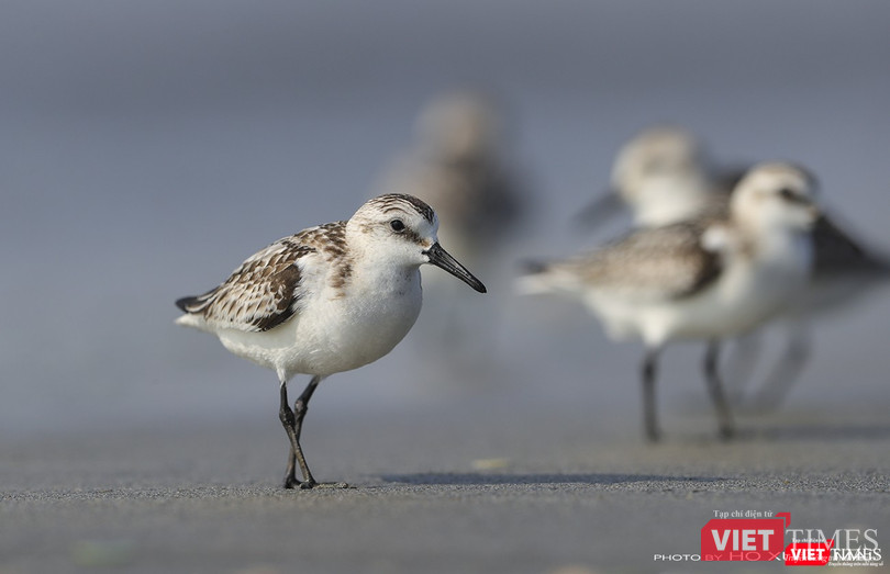 Một cá thể giẻ cổ xám đang kiếm ăn