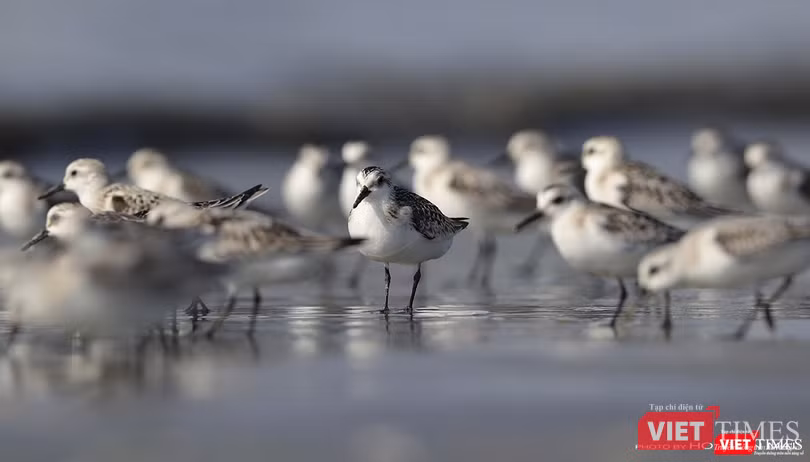 Một bầy giẻ cổ xám kiếm ăn nơi chân sóng bên dưới chân bán đảo Sơn Trà