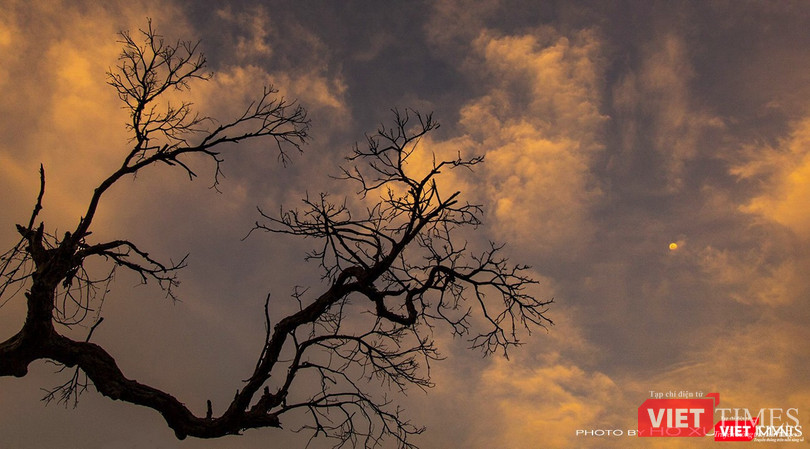 Một góc rừng Sơn Trà