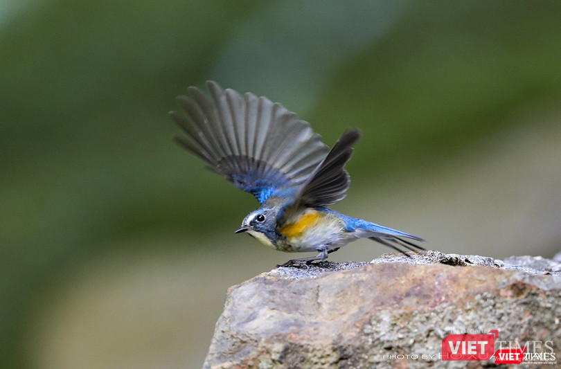 Một cá thể oanh lưng xanh đuôi cụt trong vũ điệu gọi bạn tình