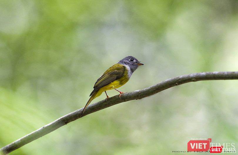 Đớp ruồi đầu xám – tên khoa học Culicicapa ceylonensis, một trong những loài đớp ruồi di cư về rừng Sơn Trà và đang thích nghi tại đây