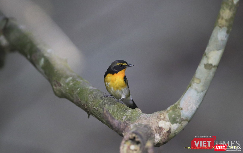 Đớp rồi lưng vàng – tên khoa học Narcissus Flycatcher