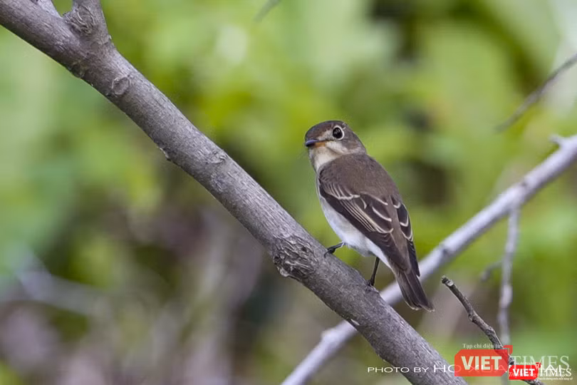 Đớp ruồi châu Á, loài di cư có mặt ở Sơn Trà từ rất sớm