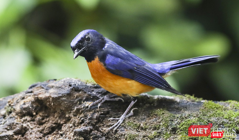 Đớp ruồi cằm đen con trống - Fujien Niltava Flycatcher, male