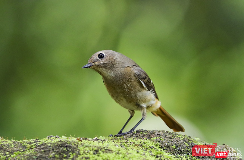 Chim đuôi đỏ núi đá trán xám, con mái -tên khoa học là Daurian Redstart