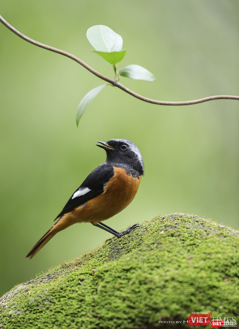 Chim đuôi đỏ núi đá trán xám, con trống-tên khoa học là Daurian Redstart