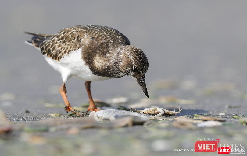 Chim giẻ khoang – tên khoa học Ruddy Turnstone (Arenaria interpres )