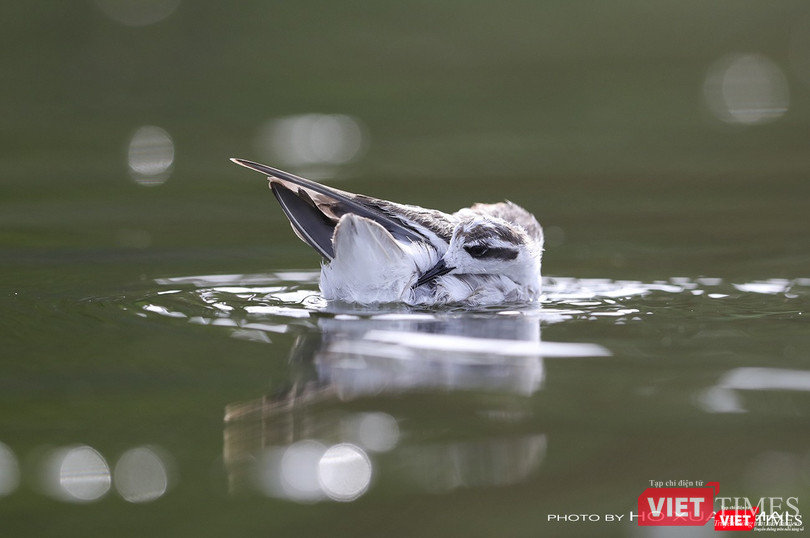 Chim giẻ cổ đỏ - tên khoa học Red-necked Phalarope, loài chim nước di cư, chuyên ăn giun nước ở các hồ nước