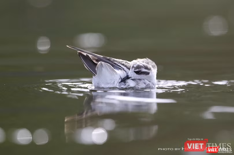 Chim giẻ cổ đỏ - tên khoa học Red-necked Phalarope, loài chim nước di cư, chuyên ăn giun nước ở các hồ nước